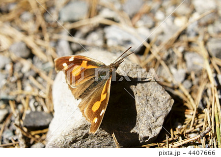 テングチョウ 4407666