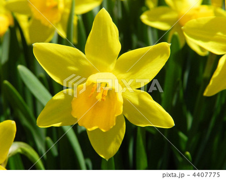 ラッパスイセン(喇叭水仙) ラッパスイセン(喇叭水仙) 4407775