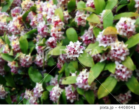 沈丁花 4408041