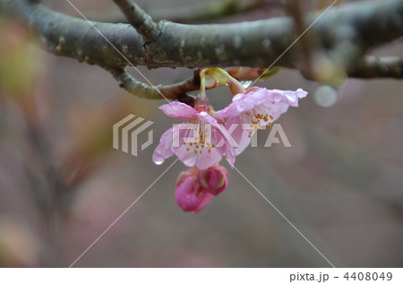 河津サクラ 4408049