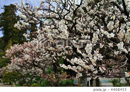 鎌倉・円覚寺　山門近くの梅 4408455