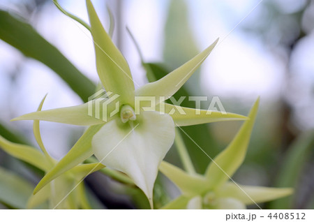 アングレカム ビーチー アングレカム ビーチー 4408512