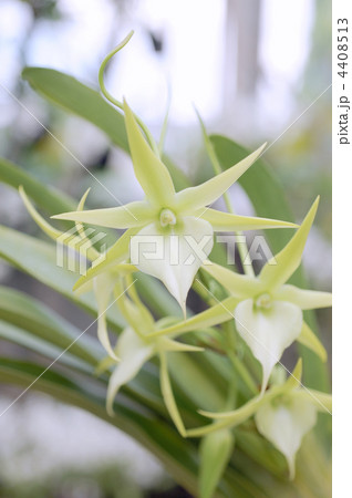 アングレカム　ビーチー 4408513