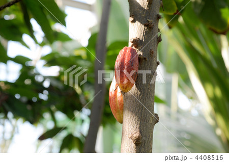 カカオ 4408516