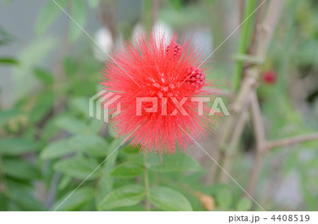 レッド・パウダーパフ  4408519