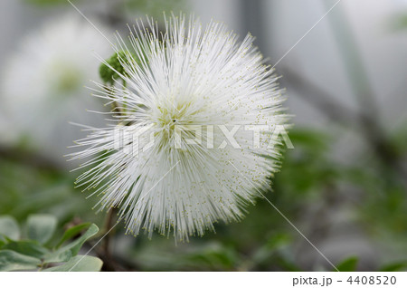 カリアンドラ・ハエマトケファラ”アルビフロラ” 4408520