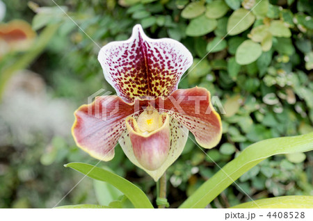 パフィオペディルム パフィオペディルム 4408528