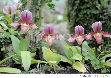 パフィオペディルム ロビンフッド パフィオペディルム ロビンフッド 4408529