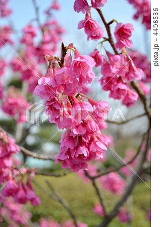 緋寒桜 緋寒桜 4408536