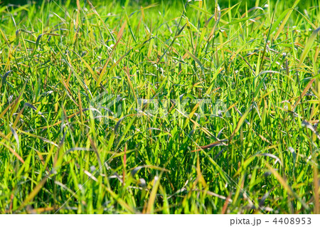 grass grass 4408953