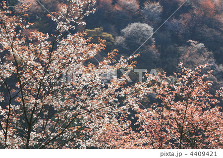 山桜咲く吉野山 4409421