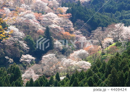 山桜咲く吉野山 4409424