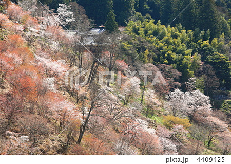 山桜咲く吉野山 4409425