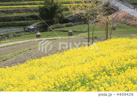 飛鳥の菜の花畑 4409426