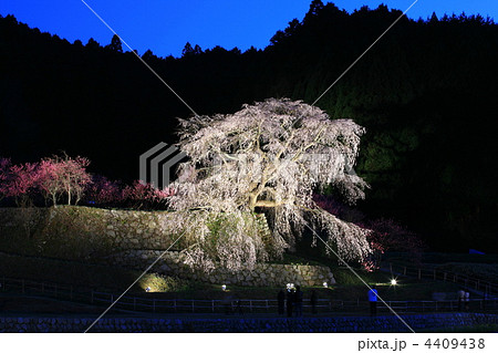 夜の又兵衛ザクラ 4409438