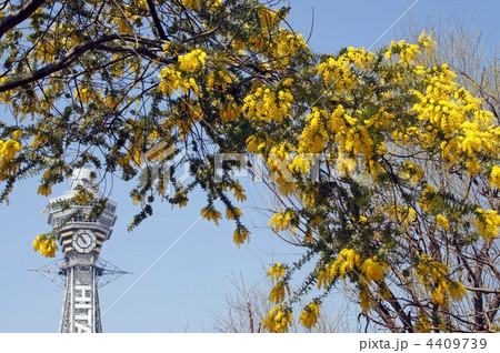 天王寺動物園の春風景 4409739