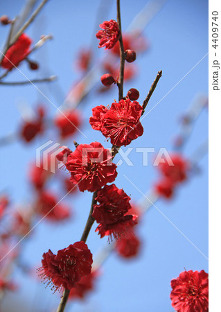 鹿児島紅（梅） 4409740