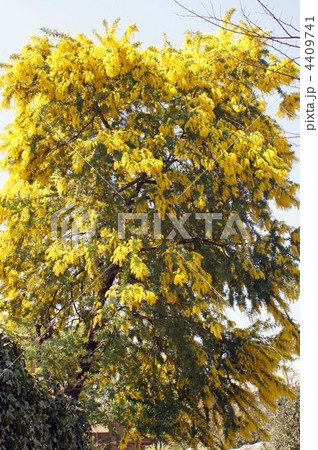 天王寺動物園の春風景 4409741