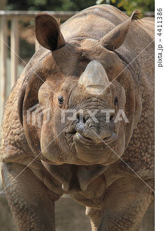 インドサイ インドサイ 4411386