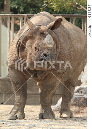 インドサイ 4411387