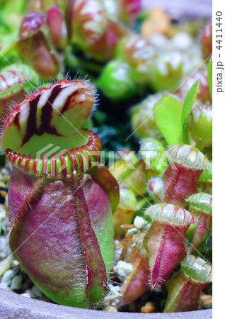 食虫植物 セファロタスの写真素材 4411440 Pixta