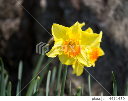 大杯スイセン 4411480