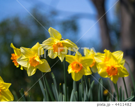 大杯スイセン 4411482