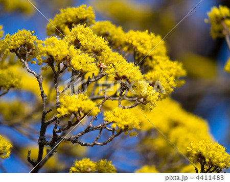 サンシュユ 4411483