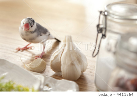 テーブルの上を散歩する桜文鳥 4411564