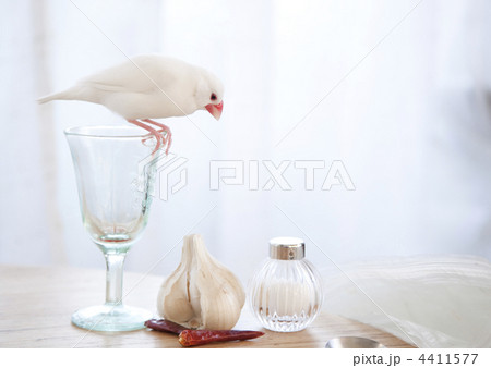 テーブルの上を散歩する白文鳥 4411577