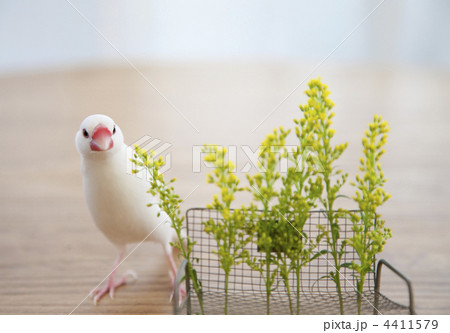 テーブル上の白文鳥と小さなベンチ 4411579