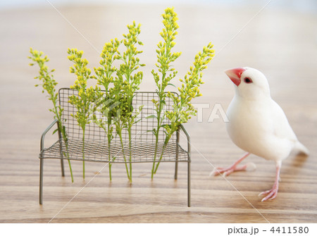 テーブル上の白文鳥と小さなベンチ 4411580
