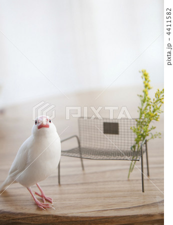 テーブル上の白文鳥と小さなベンチ テーブル上の白文鳥と小さなベンチ 4411582