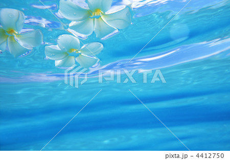 水面と花 プルメリアの写真素材