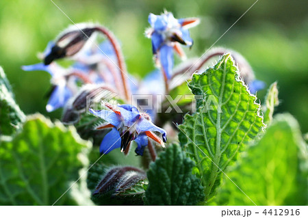 ボリジの花と葉っぱの写真素材