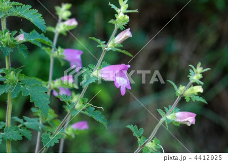 コシオガマ 4412925