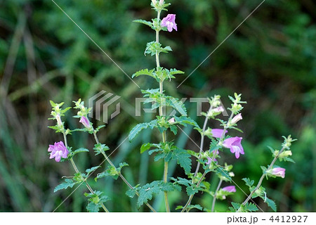 コシオガマ 4412927