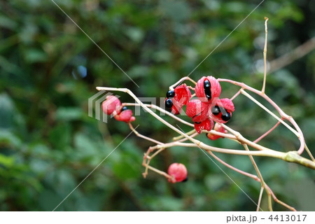 ゴンズイ果実 ゴンズイ果実 4413017