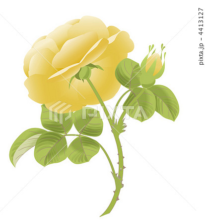 絵　バラ 薔薇・絵画・志村好子「薔薇」（白とピンク）油彩画・ F10