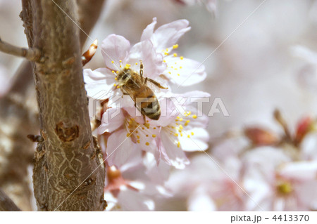 桜とミツバチ 4413370