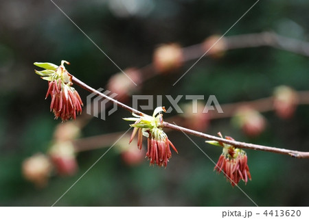 フサザクラ 4413620