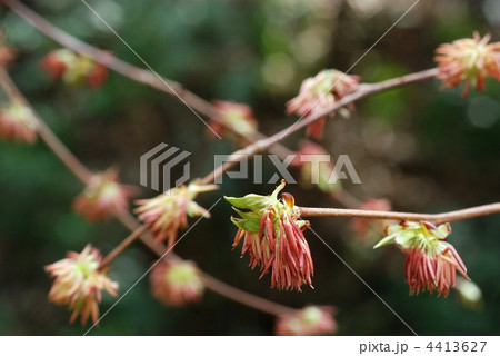 フサザクラ 4413627
