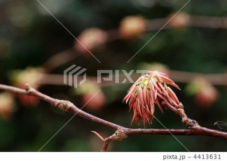 フサザクラ 4413631