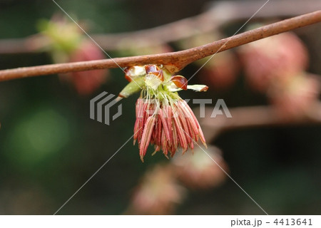 フサザクラ 4413641