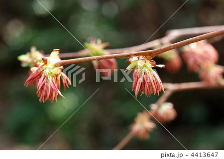 フサザクラ 4413647