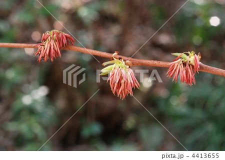 フサザクラ 4413655