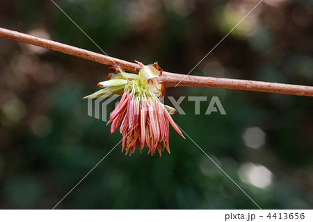 フサザクラ 4413656