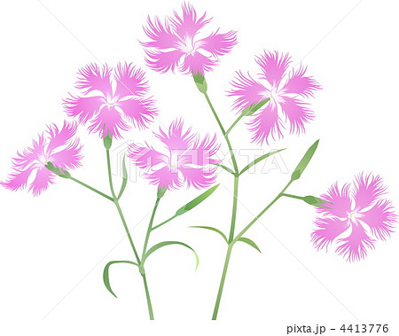ナデシコの花のイラスト素材 4413776 Pixta