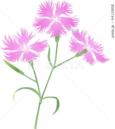 ナデシコの花のイラスト素材 4413808 Pixta