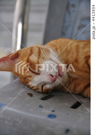 眠っている猫 4413934